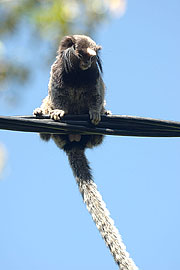 Picture 'Br1_0_00405 Sagui Monkey, Brazil'